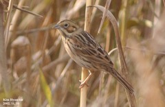 Emberiza fucata