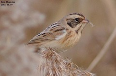 Emberiza yessoensis