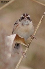 Emberiza yessoensis
