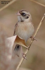 Emberiza yessoensis