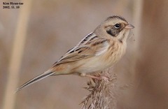 Emberiza yessoensis