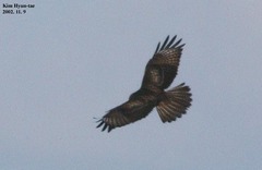 Buteo japonicus