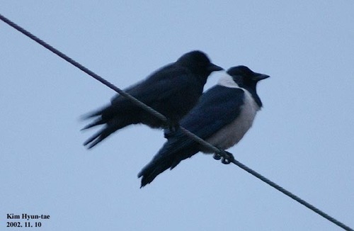 Coloeus dauuricus