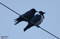 Corvus dauuricus