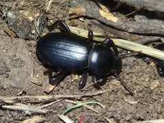 Nycterinus