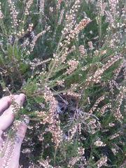Calluna