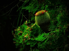Mammillaria spinosissima tepoxtlana