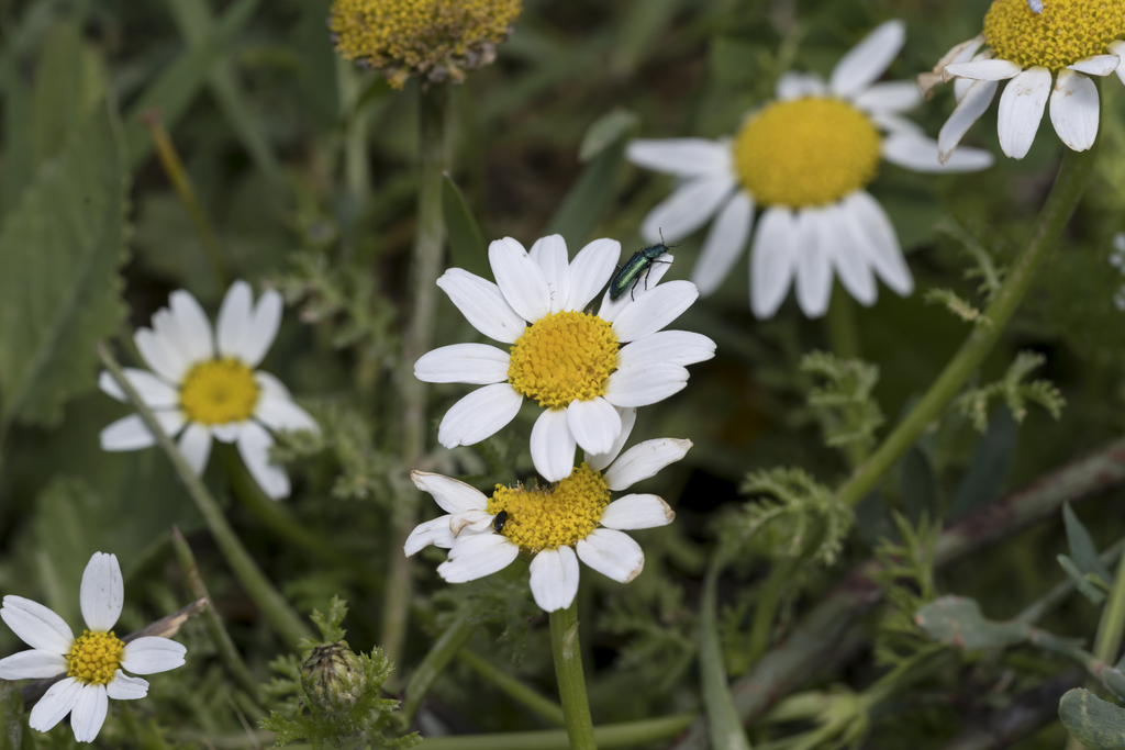 Blunt-scaled Chamomile