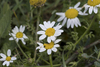 Blunt-scaled Chamomile - Photo (c) Eleftherios Katsillis, some rights reserved (CC BY), uploaded by Eleftherios Katsillis