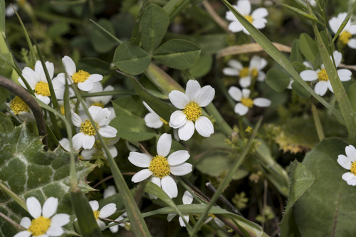 False Stinking Chamomile (Anthemis pseudocotula)