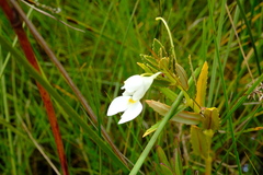 Impatiens assurgens image