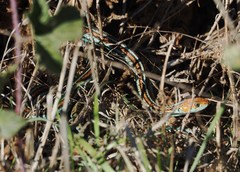 Thamnophis sirtalis tetrataenia