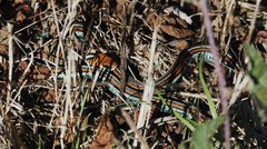Thamnophis sirtalis tetrataenia