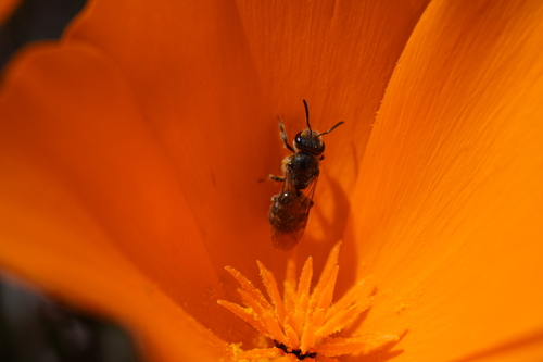 iNaturalist observation photo of Halictini