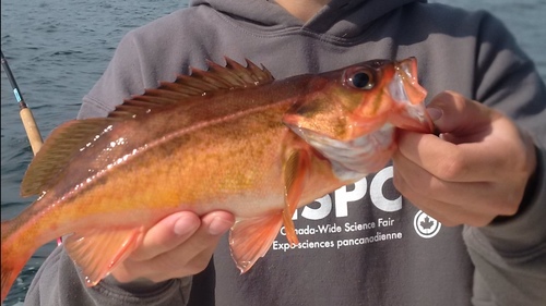 Redstripe rockfish (Sebastes proriger) — Sebastidae — 2