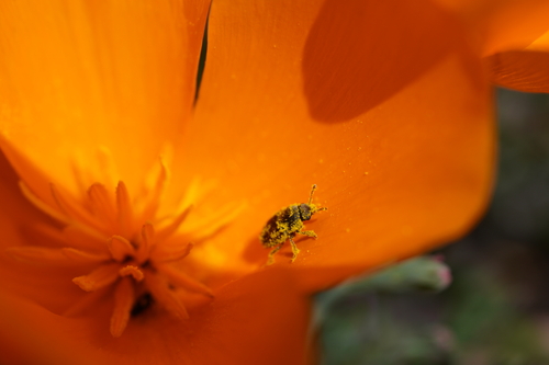 iNaturalist observation photo of Amartus tinctus