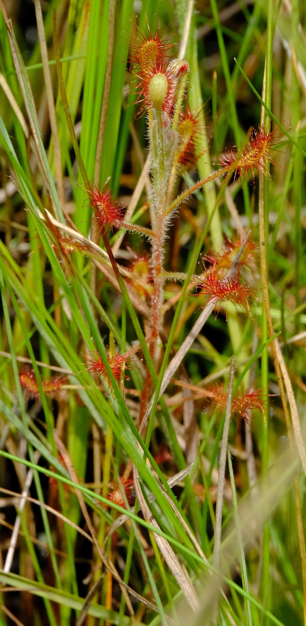 Drosera elongata Exell & J.R.Laundon 2