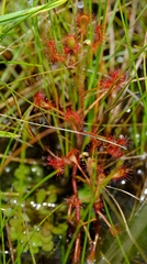 Drosera elongata image