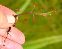 Drosera elongata image