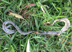 Atractus crassicaudatus