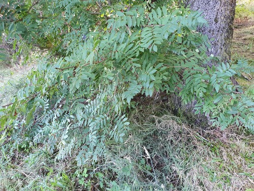 Sorbus aucuparia subsp. maderensis image