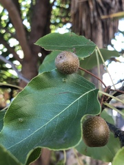 Pyrus calleryana