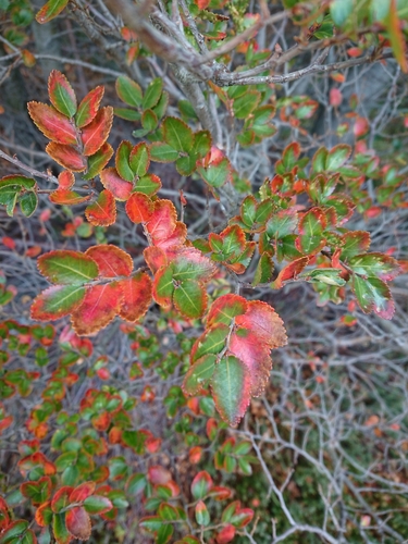 Nothofagus betuloides (Nothofagus betuloides)