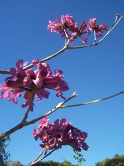 Handroanthus impetiginosus