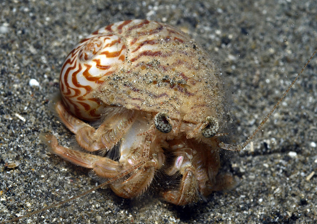Spiropagurus