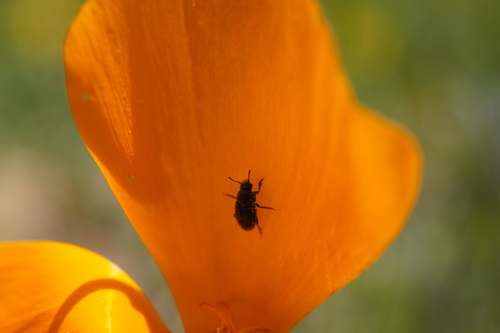 iNaturalist observation photo of Beetles
