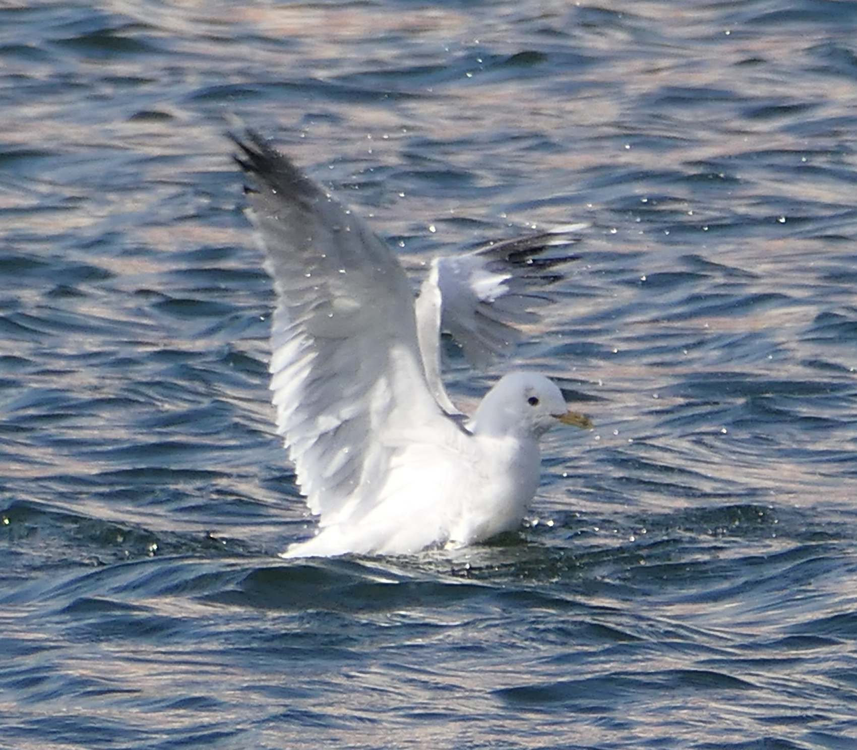 Larus canus canus