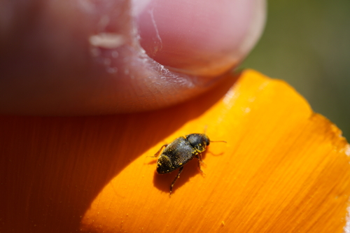 iNaturalist observation photo of Amartus tinctus