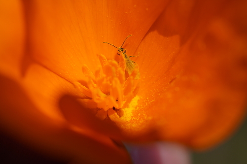 iNaturalist observation photo of Narrow-waisted Wasps, Ants, and Bees