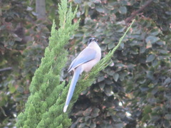 Cyanopica cyanus