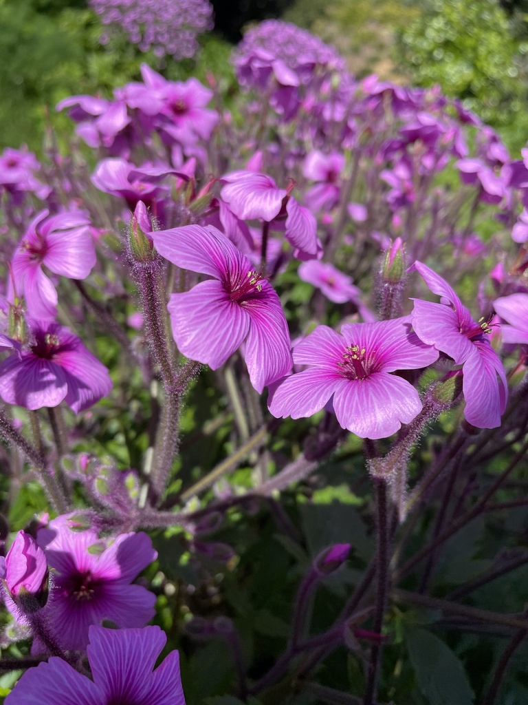 Giant Herb-Robert from Greenwich St, San Francisco, CA, US on April 15 ...