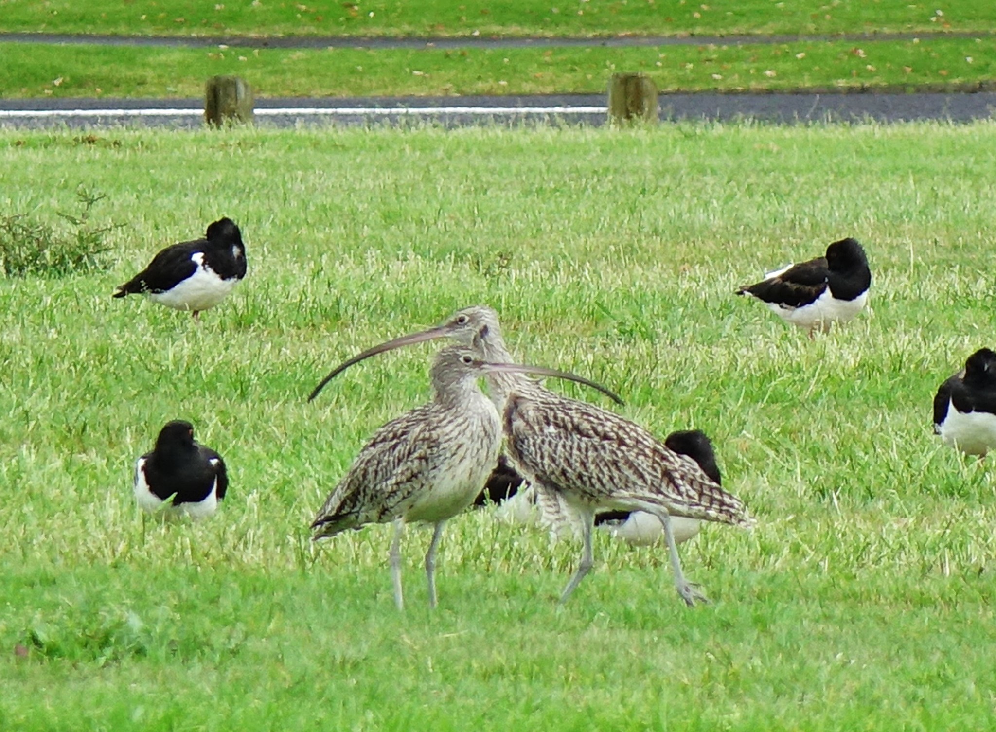 Far Eastern Curlew (Numenius madagascariensis)