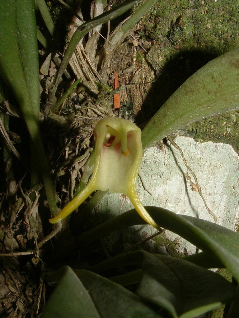 Masdevallia chasei
