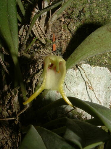 Orchid (Masdevallia chasei)