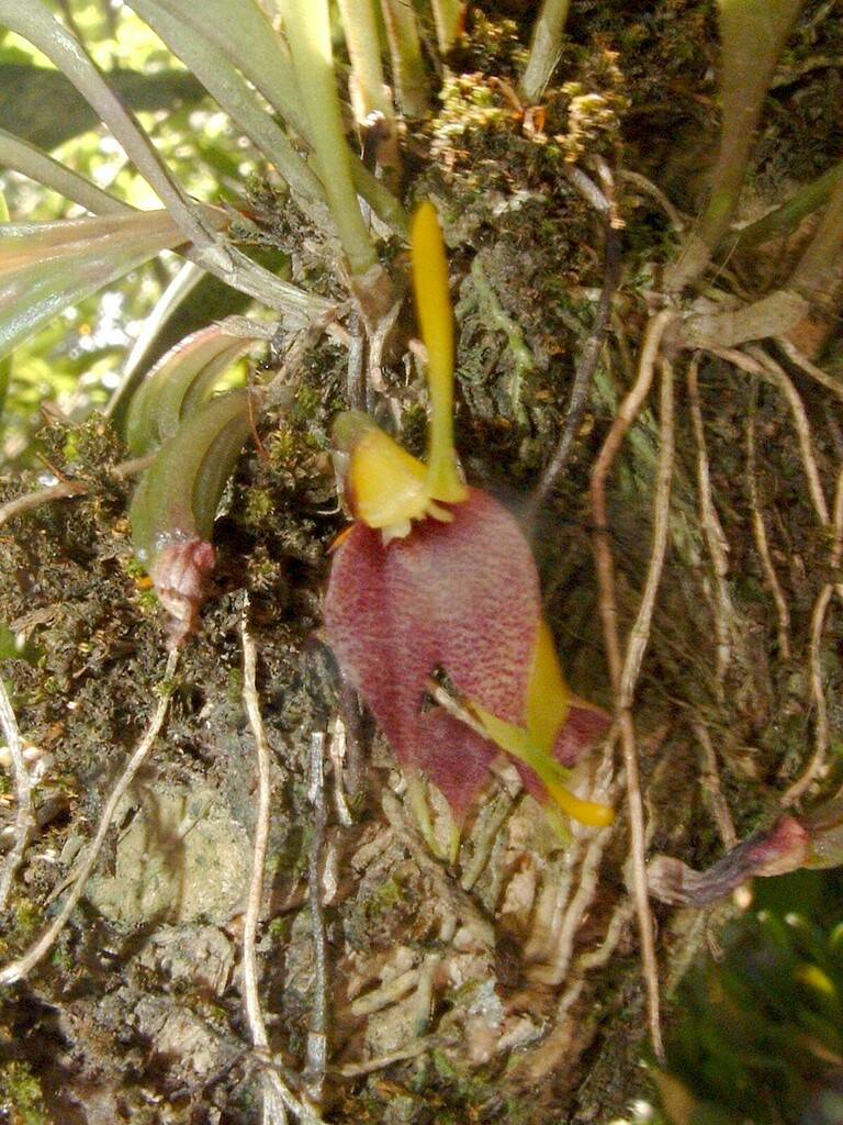 Dracula zahlbruckneri (Rchb.f.) Luer 3