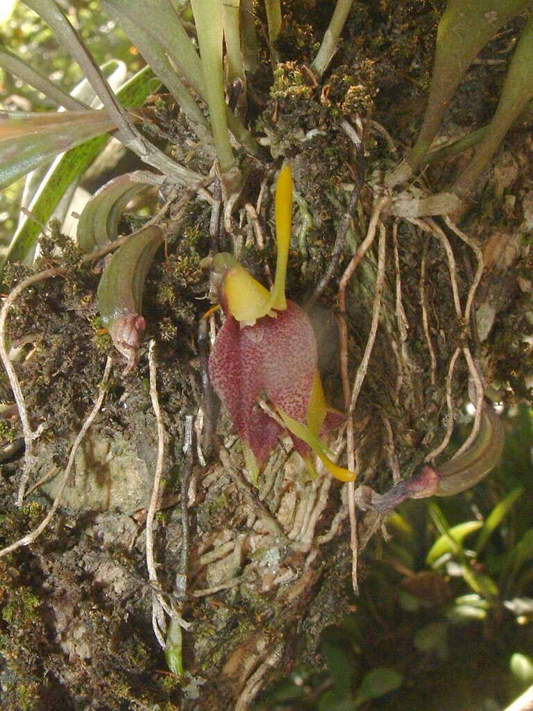 Dracula zahlbruckneri (Rchb.f.) Luer 4