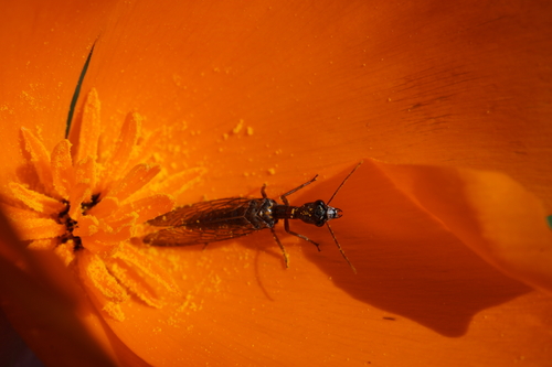iNaturalist observation photo of Common Snakeflies