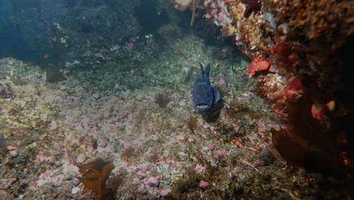 Photo of Patagonian redfish (Sebastes oculatus)