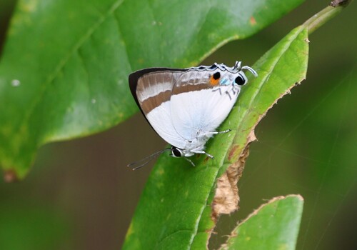 Rachana jalindra (Horsfield, 1829)