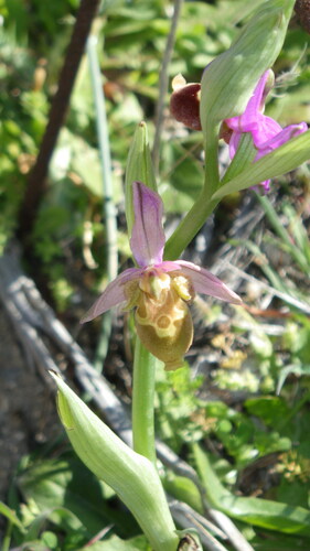 Image of Ophrys heldreichii by no rights reserved
