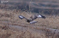 Buteo hemilasius