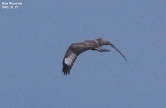 Buteo hemilasius