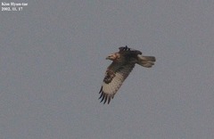 Buteo hemilasius