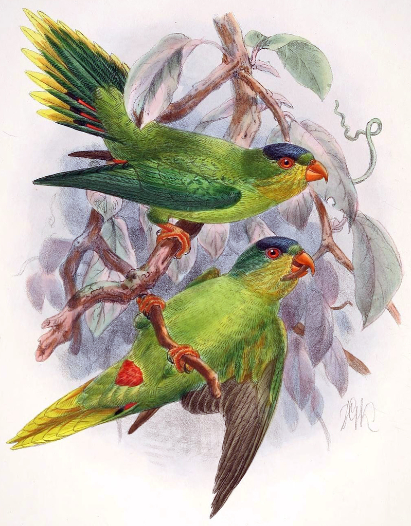 New Caledonian Lorikeet