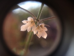 Teucrium parvifolium