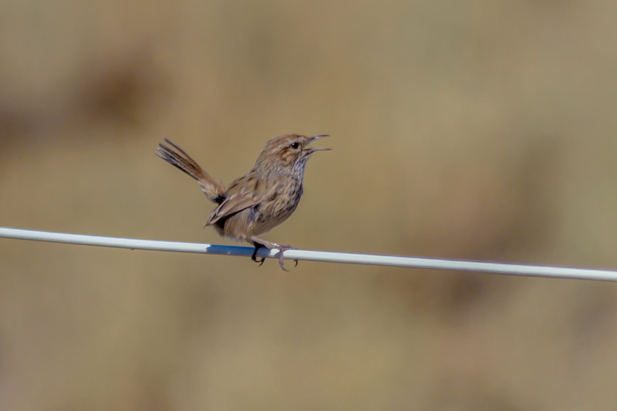 Rufous Fieldwren (Calamanthus campestris), photo 5
